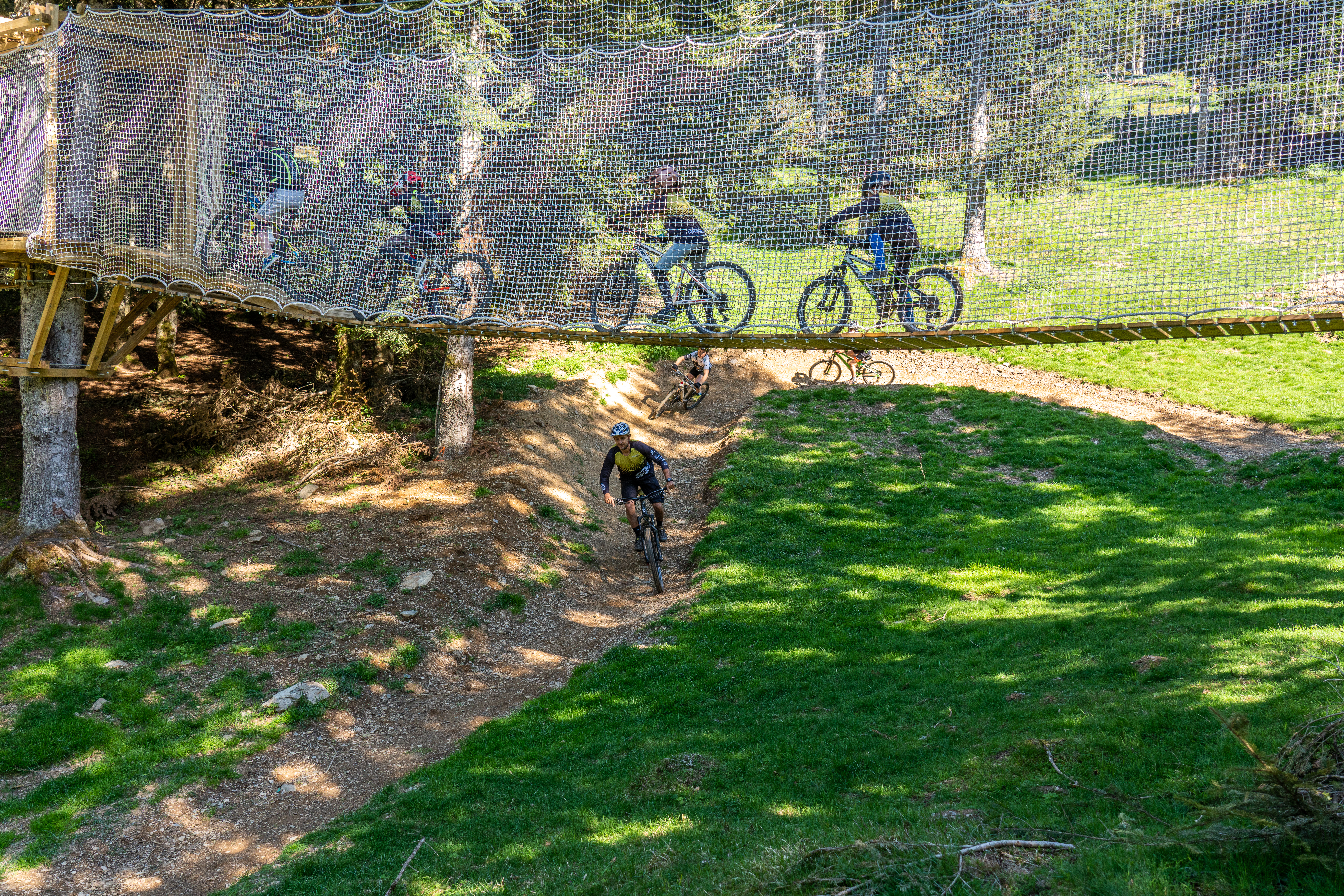 VTT dans les arbres