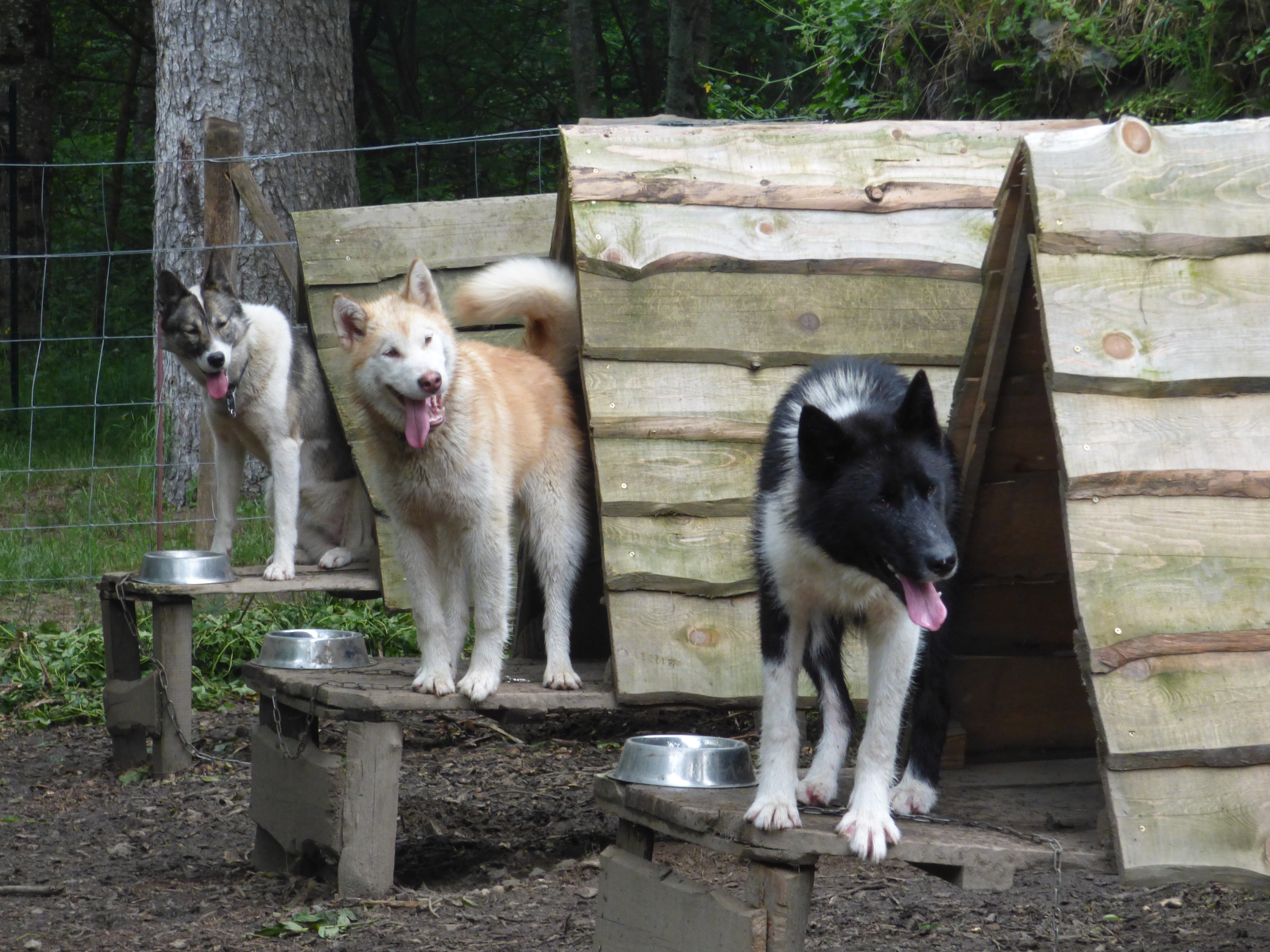 repaire de huskys