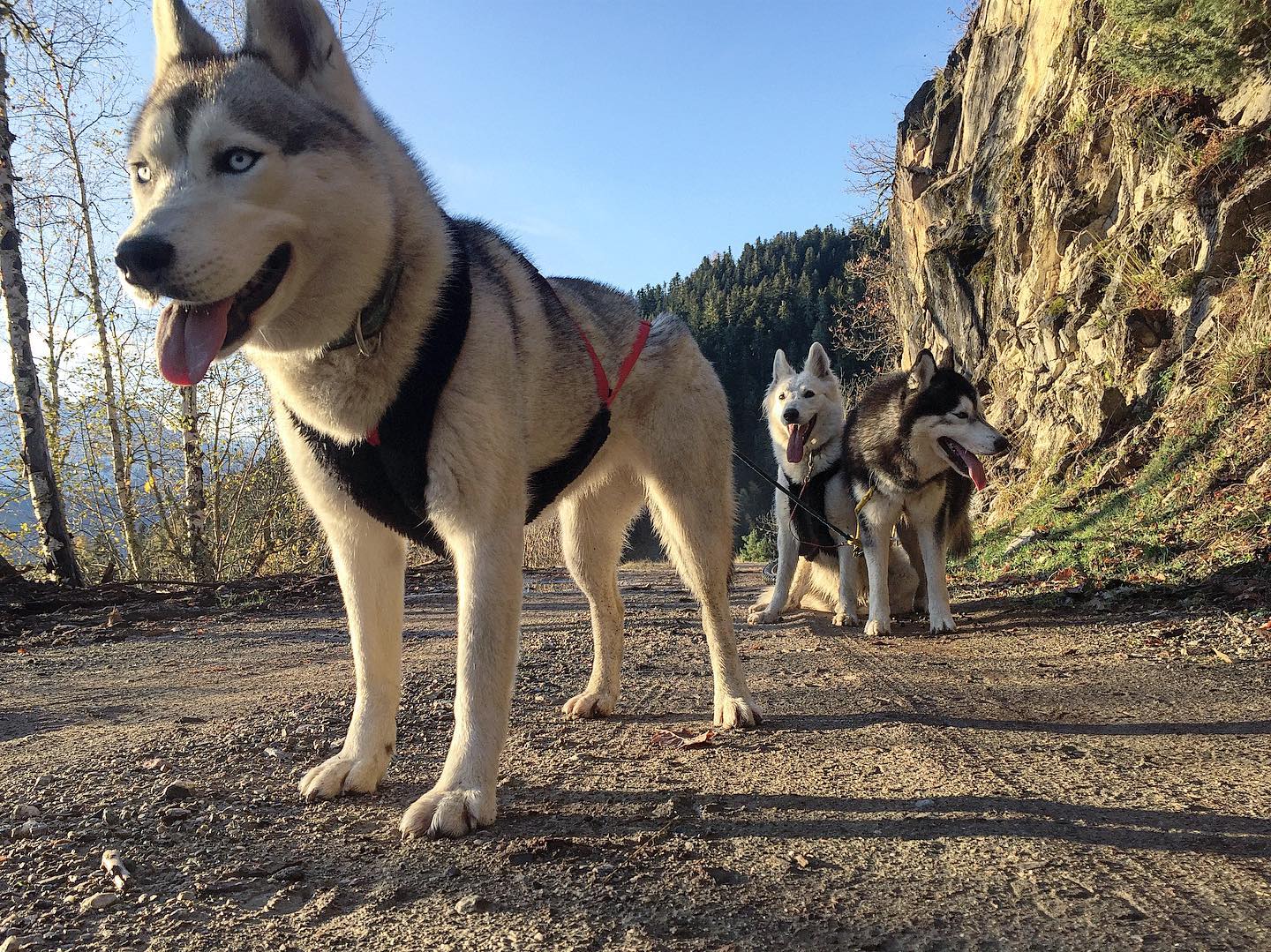 instinct louron chiens nordiques