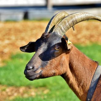 visite ferme loudenvielle