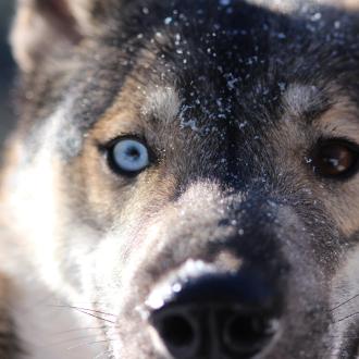 Instinct louron chien de traineaux