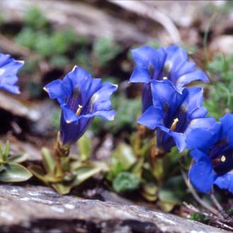 fleur des pyrénées