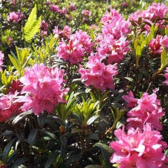 Rhododendron vallée du louron