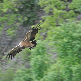 vautour fauve pyrénées