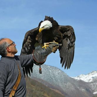 Spectacle d'aigle activité famille loudenvielle