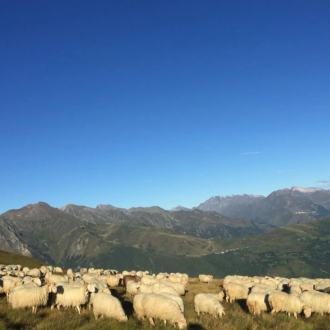 activité famille visite chèvre brebis