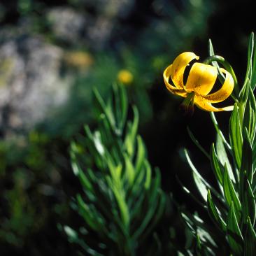 Faune et flore sauvage