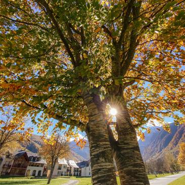 Activités en automne