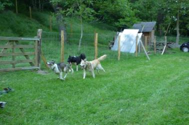 Le Repaire des Huskys - A fond WEB