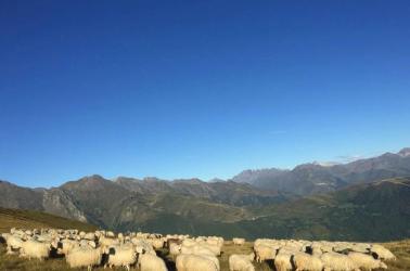 bergers de balestas peyragudes