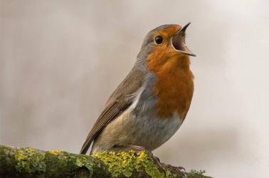 agenda-3 - la vie des oiseaux