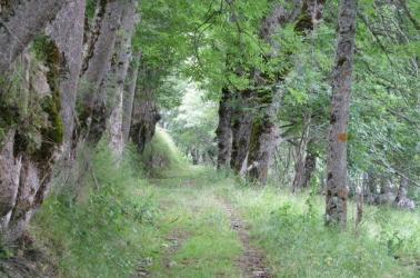 sentier entre Cazx Fréchet et Mont